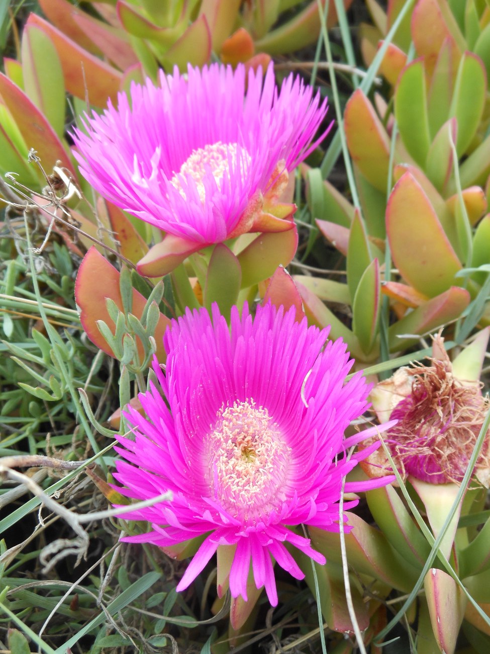 Carpobrotus acinaciformis  VS C. edulis  subsp. edulis